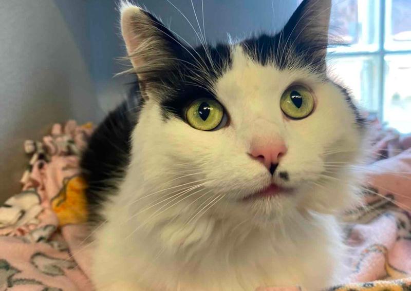 Animal Hospital Inc Willoughby Hills veterinarians